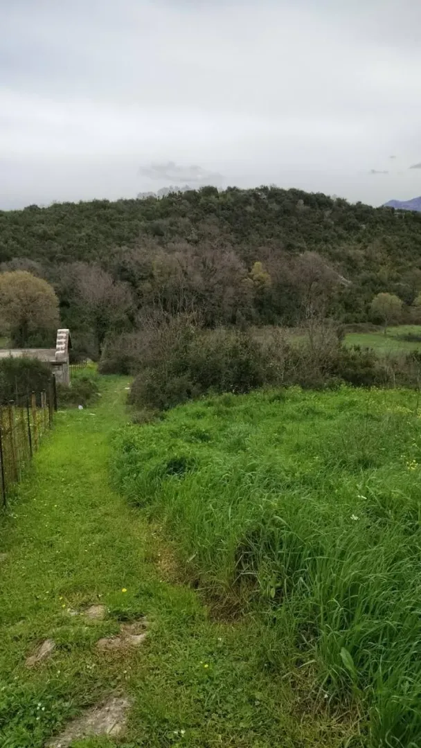 Pogled na zeleno dvorište i prirodu sa stablima i travom.
