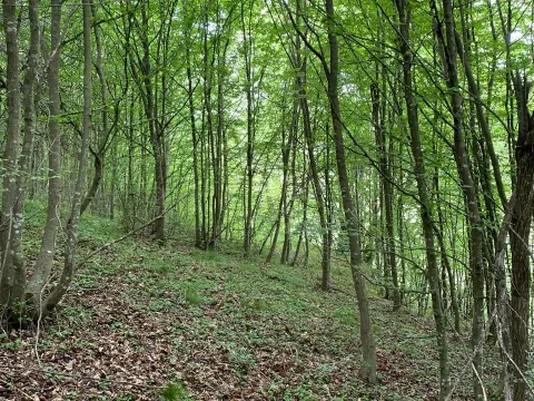 Prodaja, plac, 13789m², Bijelo Polje, Podgorica - image 14