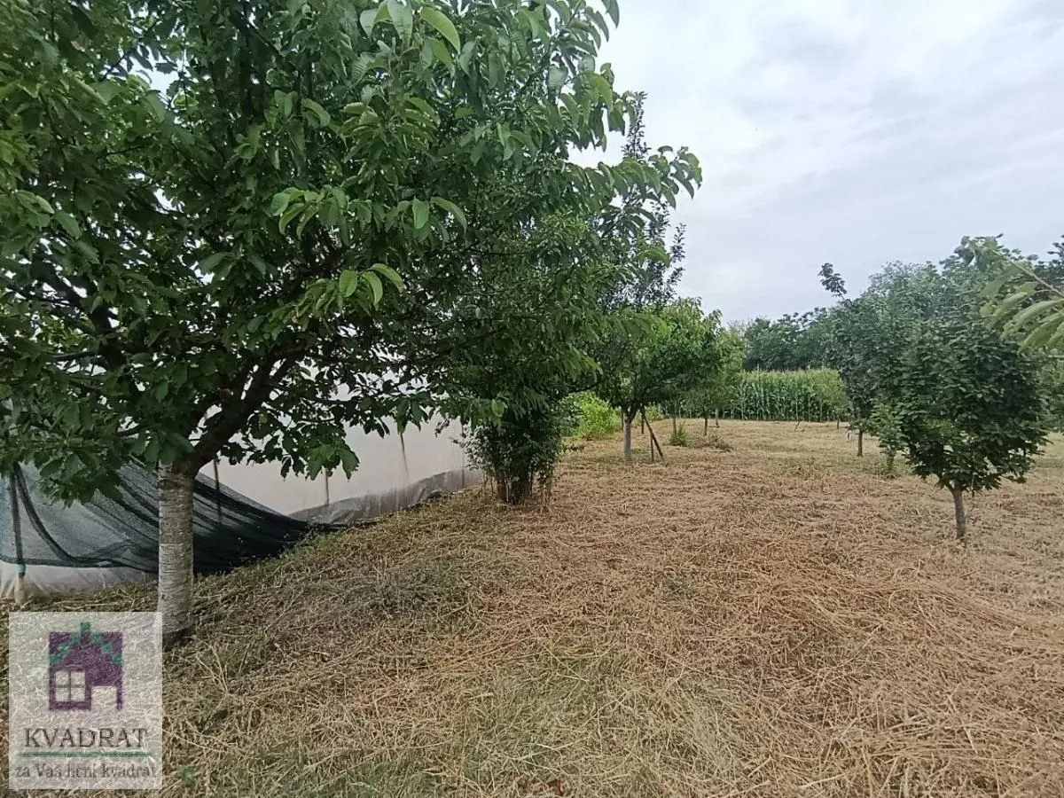 Pogled na voćnjak i travnatu površinu u dvorištu.