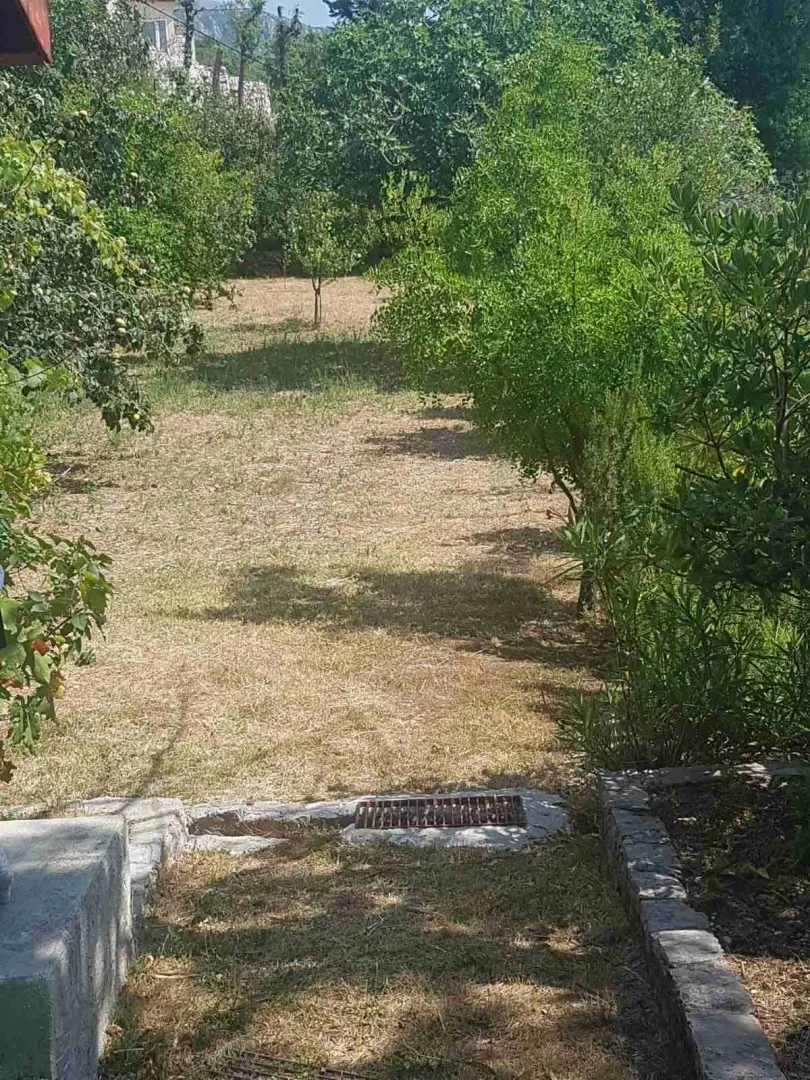 Green yard with an orchard and lawn.