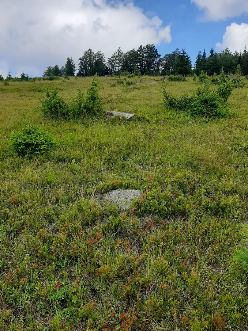 Pogled na zelenu livadu i šumu u pozadini.