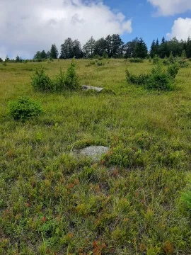 Pogled na zelenu livadu i šumu u pozadini. - image 3