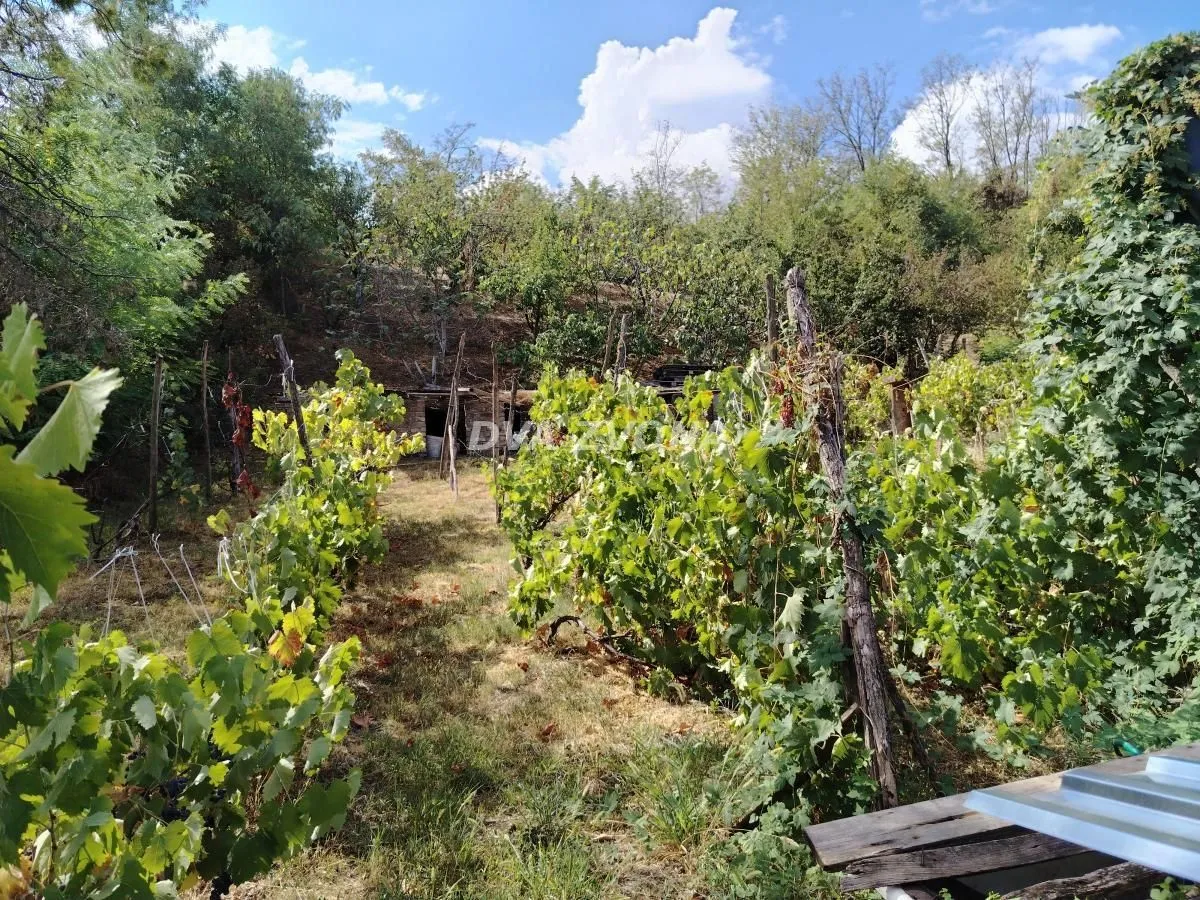 Zasađeni vinograd i dvorište sa zelenilom.