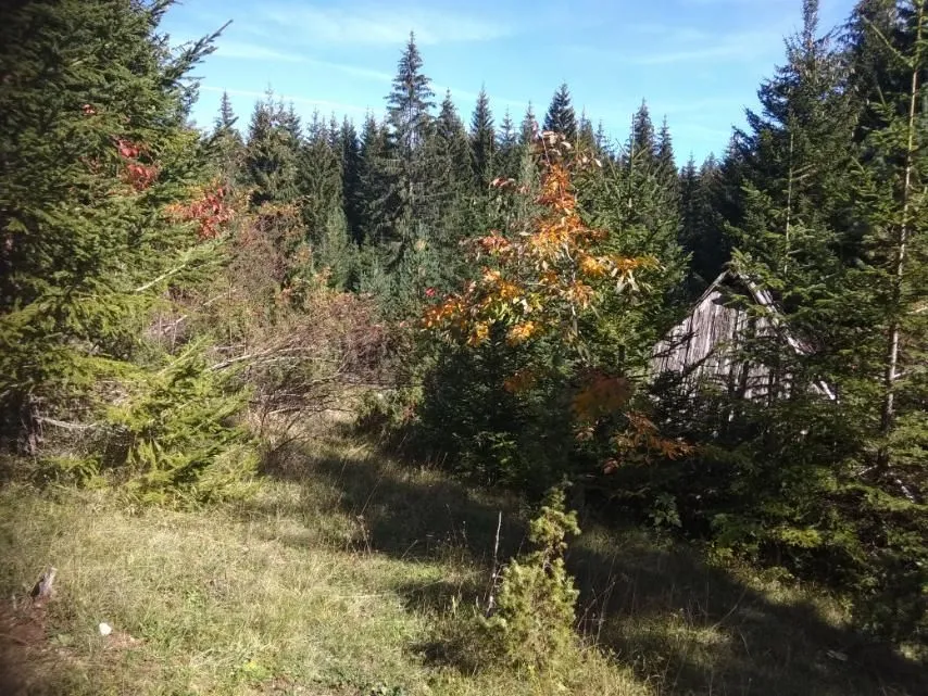 Prodaja, plac, 17803m², Žabljak, Crna Gora