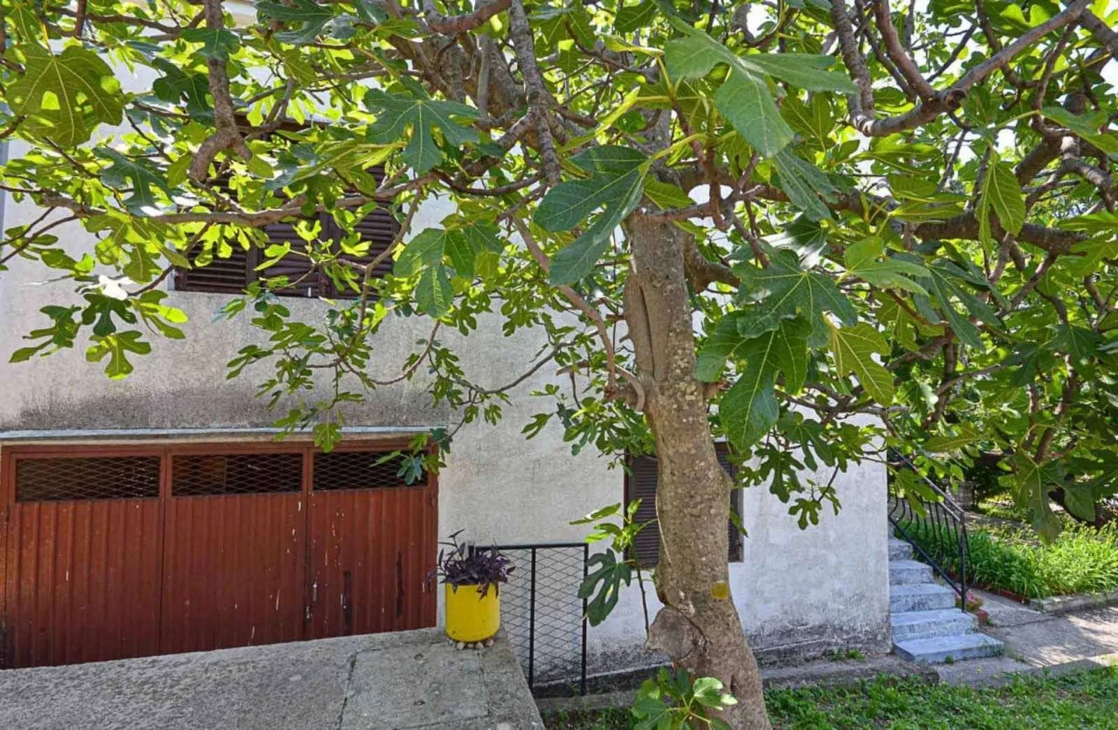 Dvorište kuće sa drvetom smokve ispred fasade.