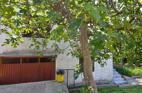 Dvorište kuće sa drvetom smokve ispred fasade. - image 6