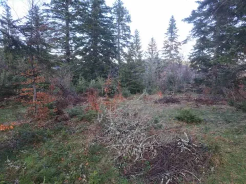 Sale, land lot, 10500m², Stublo, Čajetina - image 9