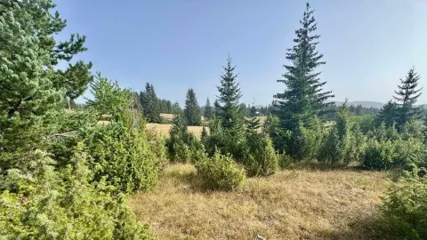 Pogled na šumoviti pejzaž i prirodu u okolini nekretnine. - image 10