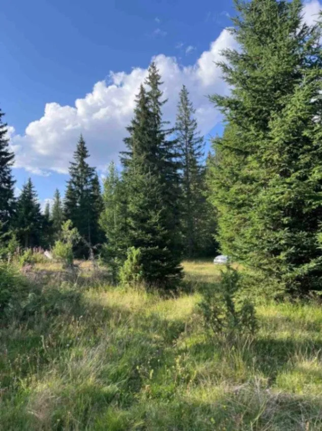 Prodaja, plac, 9000m², Nadgora, Žabljak