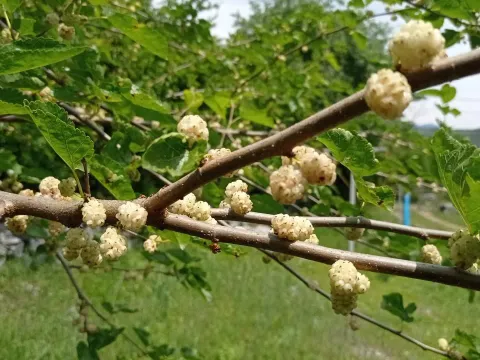 Sale, house, 79m², Danilovgrad, Crna Gora - image 6