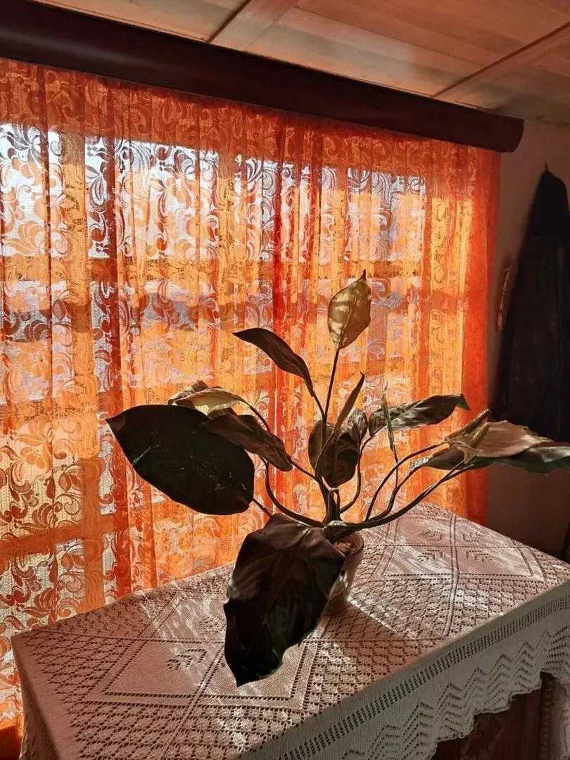 Sale, house, 500m², Kikinda, Srbija