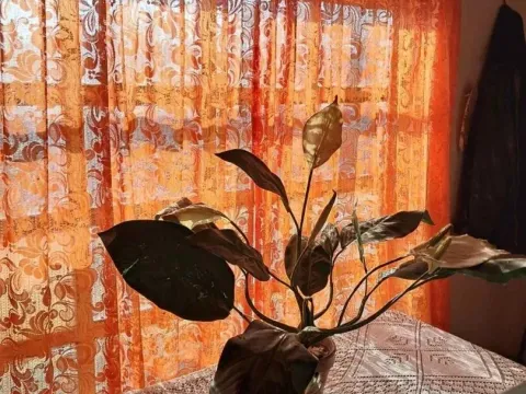 Sale, house, 500m², Kikinda, Srbija - image 4