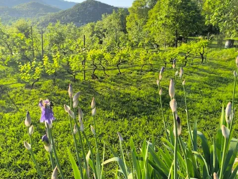 Prodaja, kuća, 200m², Drušići, Cetinje - image 13