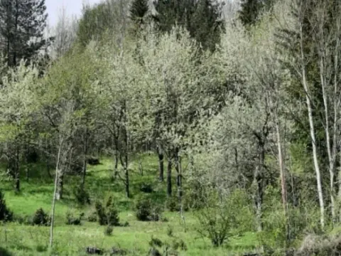 Prodaja, plac, 1416m², Kolašin, Crna Gora - image 4