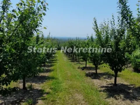 Prodaja, plac, 3000m², Banja Vrdnik, Irig - image 12