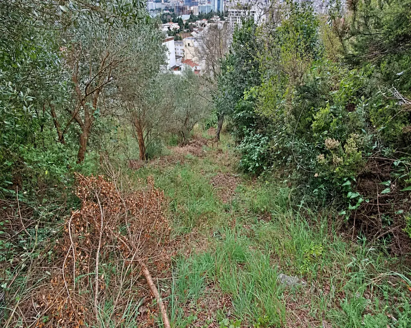 Zelenilo i rastinje na placu sa pogledom na grad.