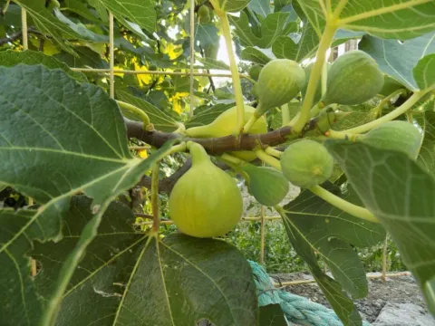 Sale, house, 100m², Kalimanj, Tivat - image 9