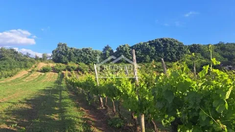 Pogled na vinograd i zeleni pejzaž oko nekretnine. - image 9