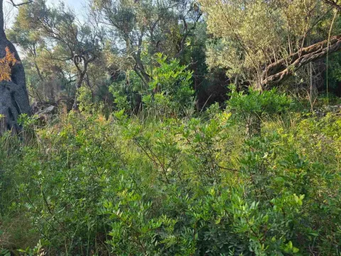 Prodaja, plac, 3000m², Ulcinj, Crna Gora - image 2