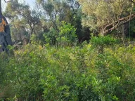 Prodaja, plac, 3000m², Ulcinj, Crna Gora - image 2