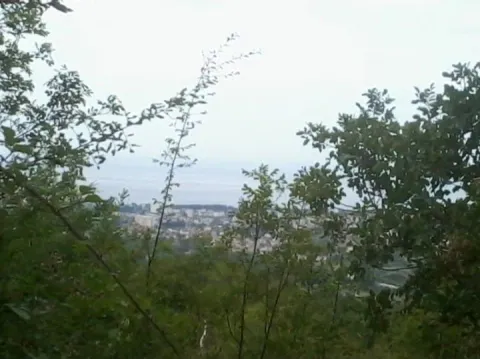 Pogled na grad i more kroz krošnje drveća. - image 8