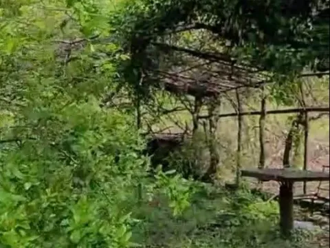 Izdavanje, plac, 2401m², Podgorica, Crna Gora - image 8