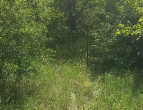 Prodaja, plac, 2000m², Devojački Bunar, Alibunar - image 5