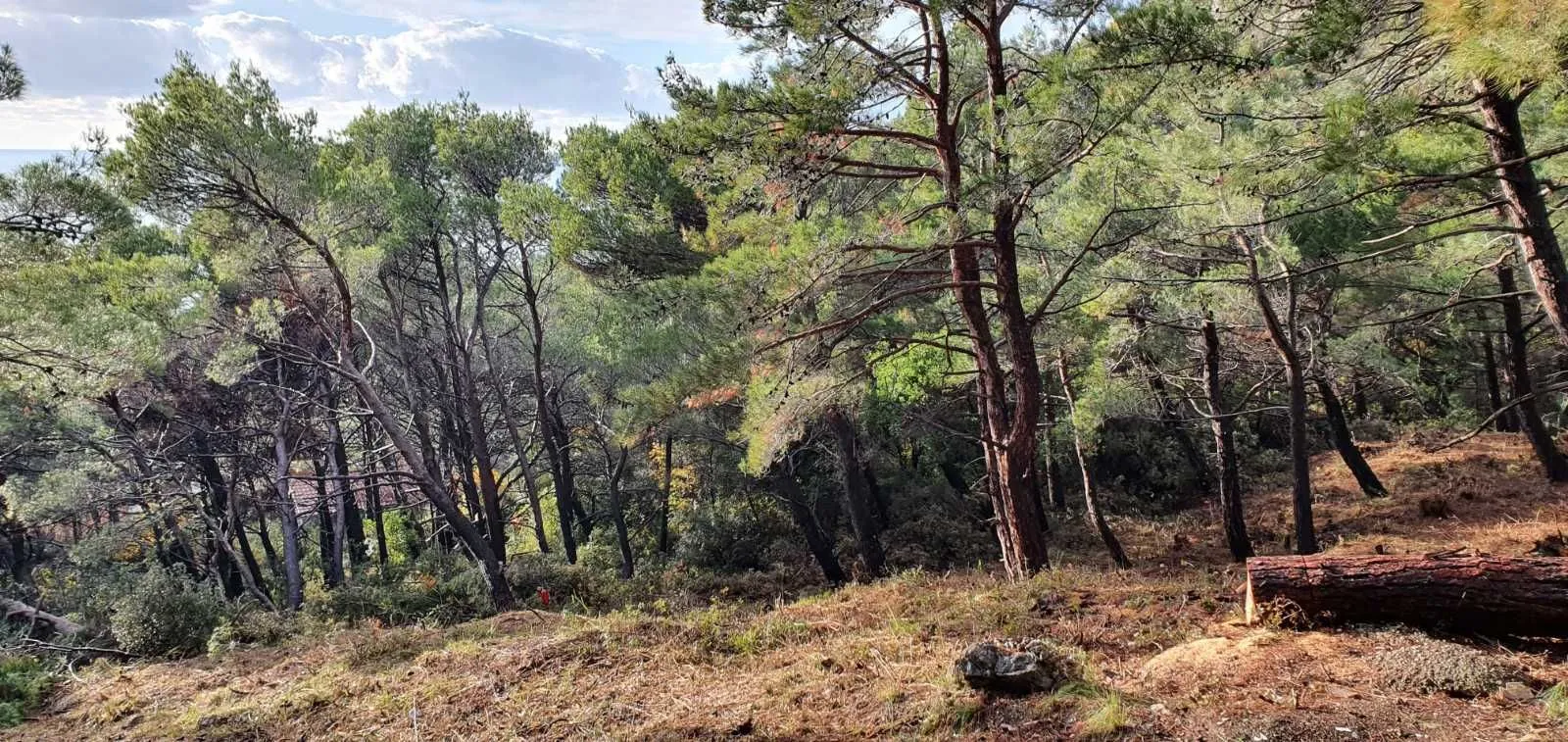 Prodaja, plac, 1028m², Bar, Crna Gora