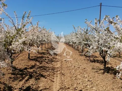 Prodaja, plac, 13700m², Koraćica, Mladenovac - image 15
