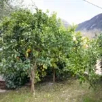 Izdavanje, kuća, 111m², Lastva Grbaljska, Kotor - image 13