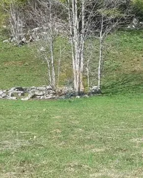 Sale, land lot, 6600m², Kolašin, Crna Gora - image 8