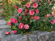 Prodaja, kuća, 222m², Meljine, Herceg Novi - image 16