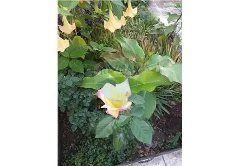 Prodaja, kuća, Lastva Grbaljska, Kotor - image 5