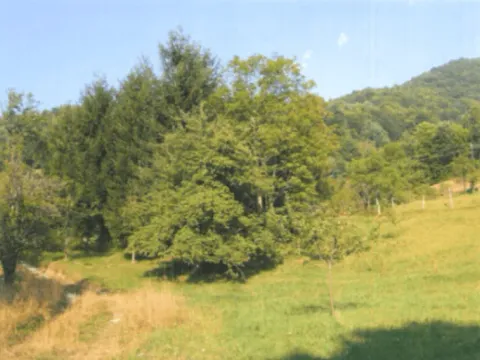 Sale, land lot, 10000m², Drpe, Kolašin - image 2
