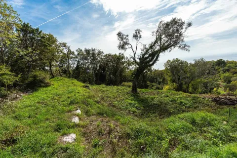 Zelena parcela sa drvećem i rastinjem. - image 9