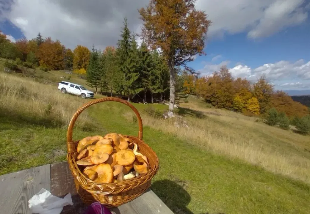 Prodaja, plac, 7000m², Tara, Srbija