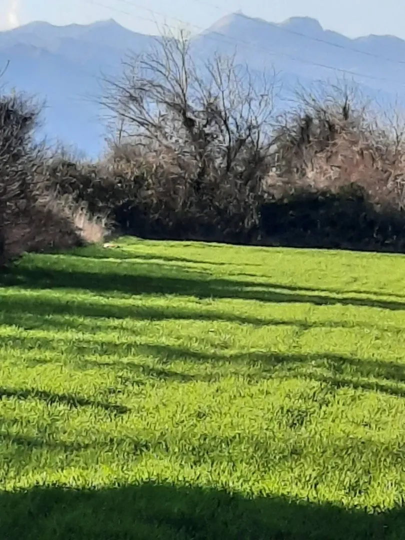 Prostrana zelena livada sa drvećem i planinama u pozadini.