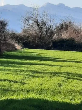Prostrana zelena livada sa drvećem i planinama u pozadini. - image 6