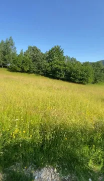 Zelena livada sa travom i drvećem u prirodi. - image 3