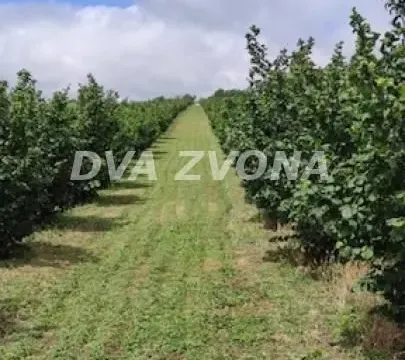 Prodaja, plac, 6800m², Stari Slankamen, Inđija - image 7