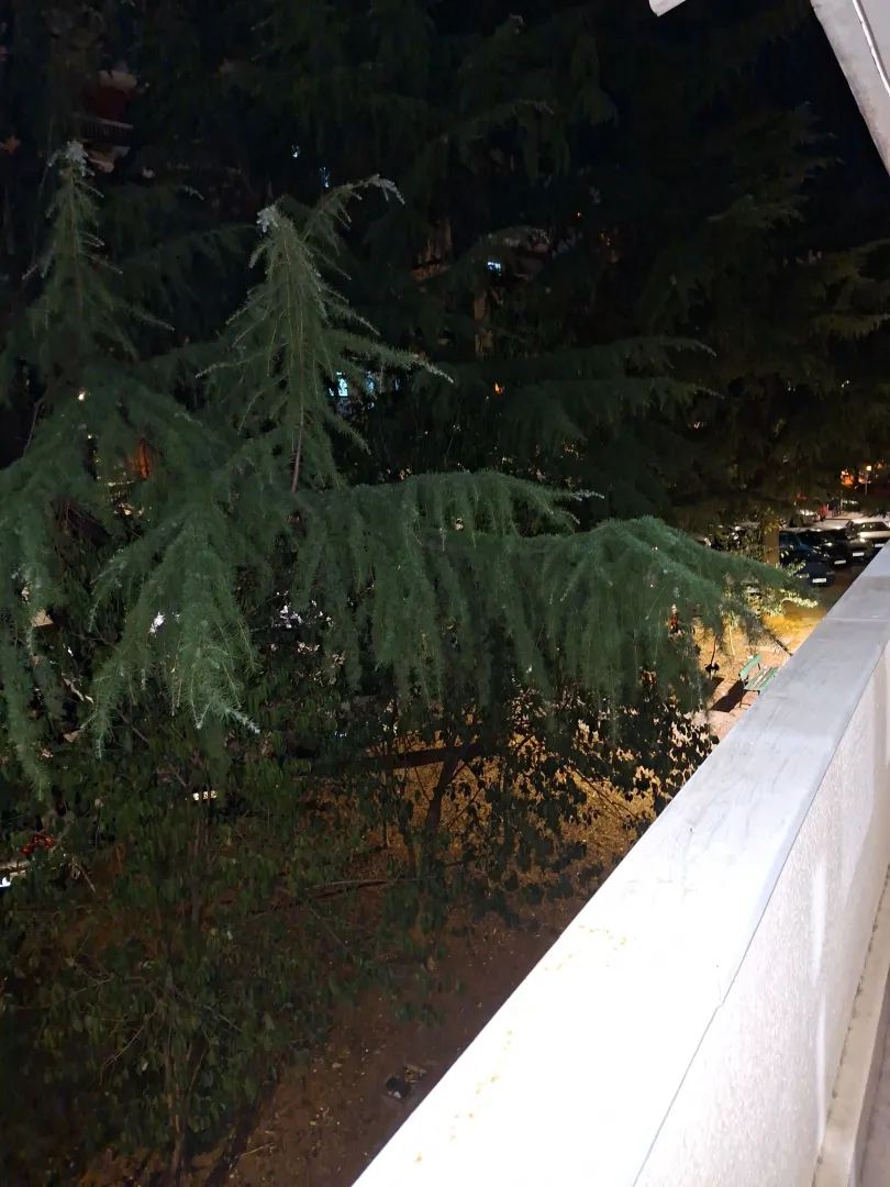 Night view from the terrace overlooking trees and surroundings.