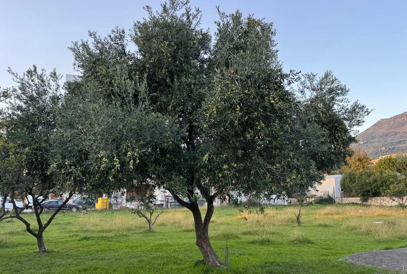Sale, land lot, 5000m², Čeluga, Bar