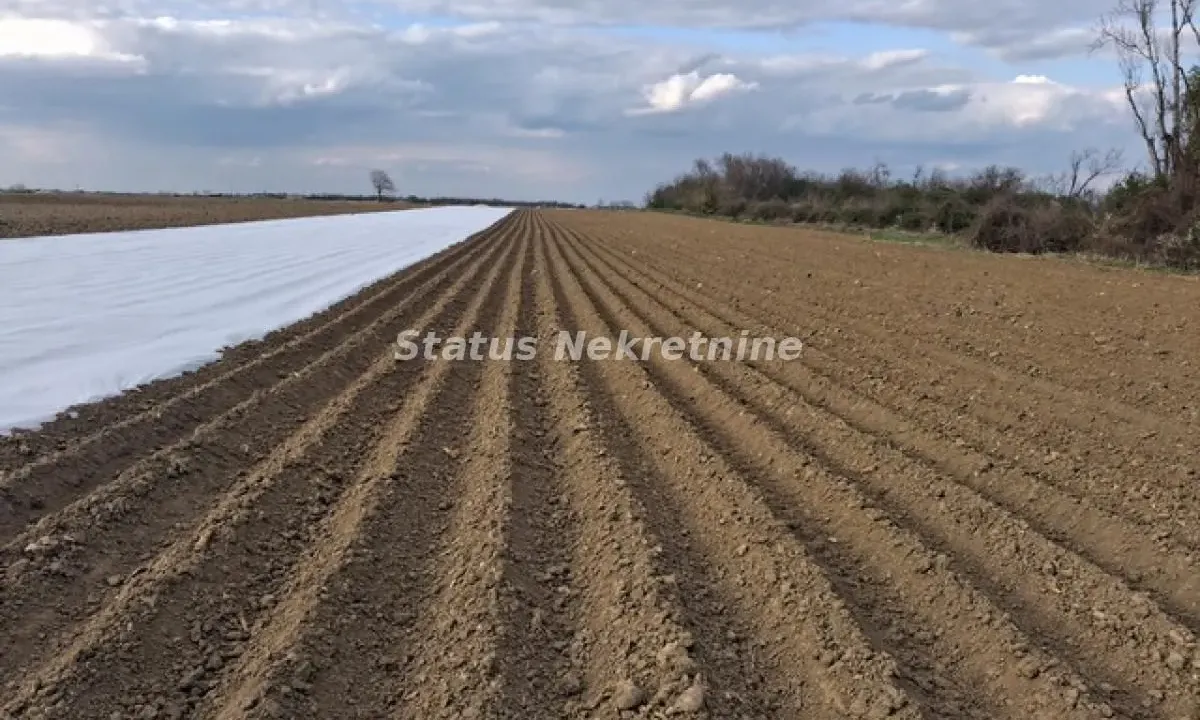 Prodaja, plac, 12710m², Futog, Novi Sad Sve Podlokacije