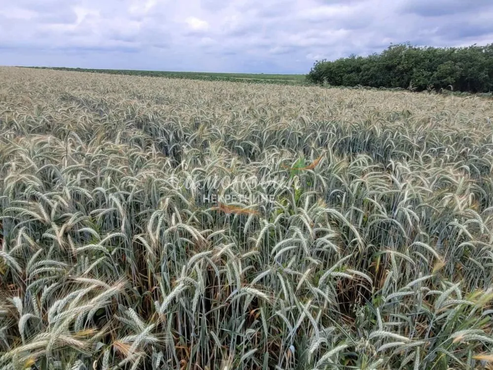 Prodaja, plac, 2200m², Zemun Ugrinovci, Zemun Sve Podlokacije
