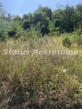 Zarasli plac sa visokom travom i rastinjem. - image 4