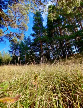 Prodaja, plac, 48088m², Borje, Žabljak - image 2