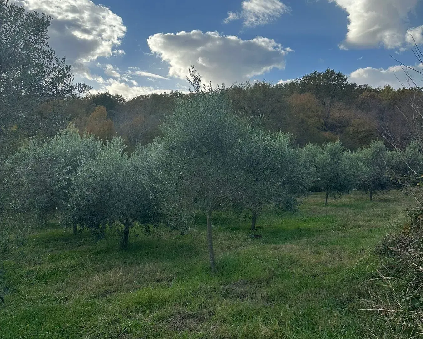 Prodaja, plac, 6000m², Ulcinj, Crna Gora