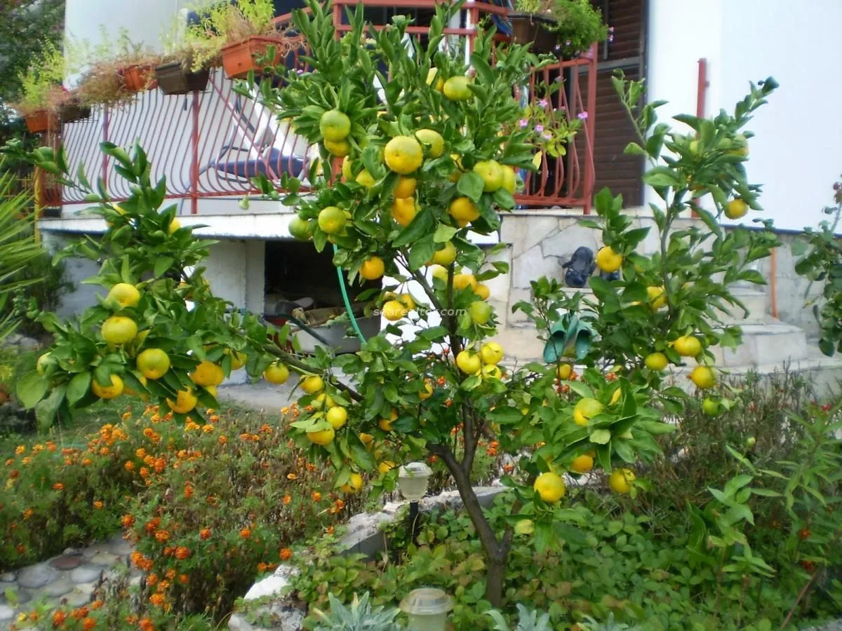 Prodaja, kuća, 119m², Centar, Tivat