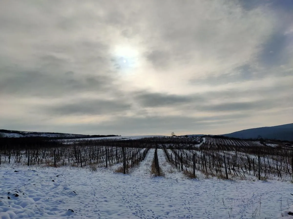 Prodaja, plac, 300m², Beočin, Srbija