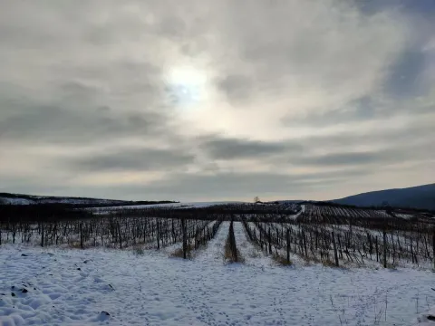 Prodaja, plac, 300m², Beočin, Srbija - image 3